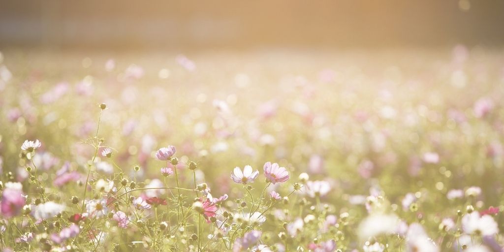 photography background