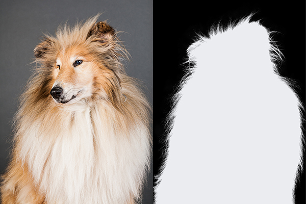 Pet Hair Masking Service