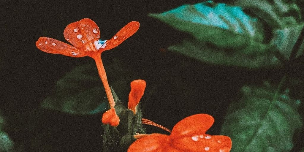Color contrast in photography
