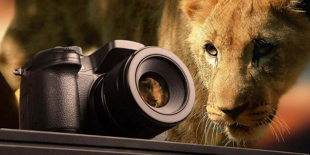 Wildlife Photography